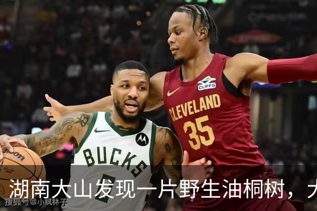 湖南大山发现一片野生油桐树，大的有四五十年，全株有毒少人识