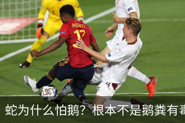 蛇为什么怕鹅？根本不是鹅粪有毒！真正原因是大鹅三大绝杀技能