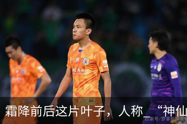 霜降前后这片叶子，人称 “神仙叶”！晒干熬汤泡水喝，润肺疏肝！